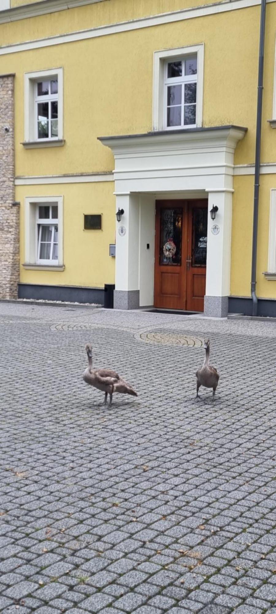 Palac Lucja Bb Zakrzów Exteriér fotografie